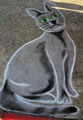 Honorable Mention-Grey Cat